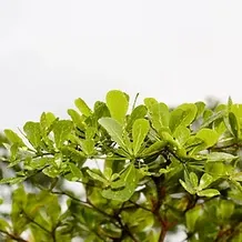 Icône pour la Bourse Académique IUDI